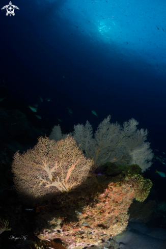 A Sea fan