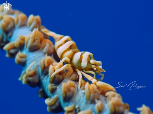 A whip coral shrimp 