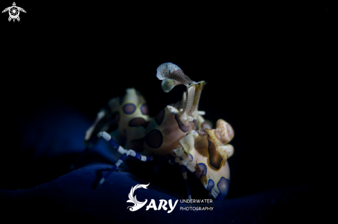 A Harlequin Shrimp 