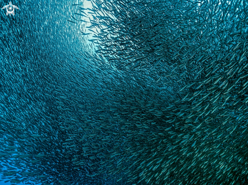 A Sardinops sagax | Sardines