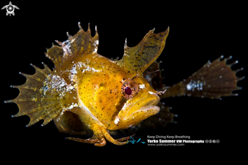 A Southern Crested Weedfish 