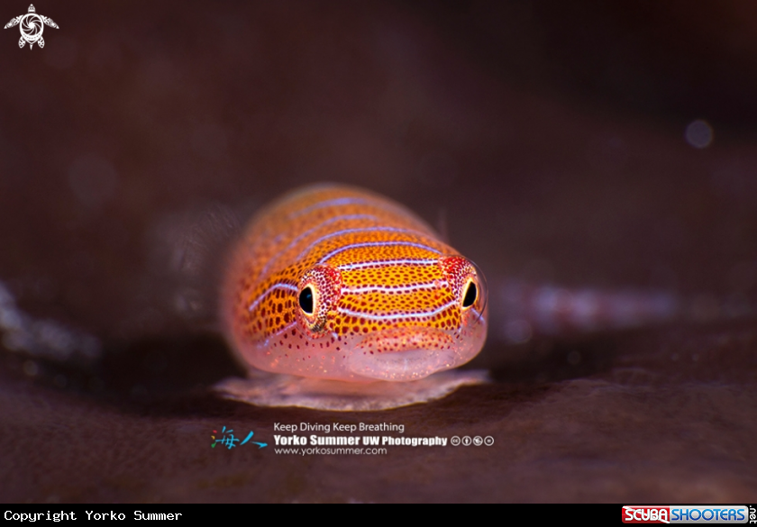 A Western Cleaner Clingfish