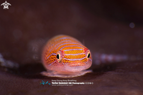 A Western Cleaner Clingfish