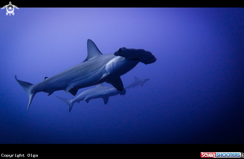 A Hammerhead Sharks