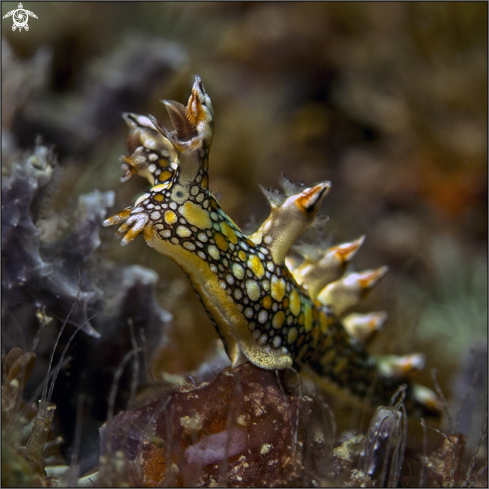 A nudibranch