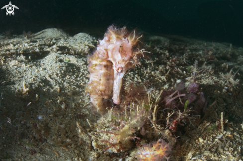 A cavalluccio marino