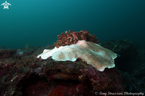 A Fungia sp | Plate coral