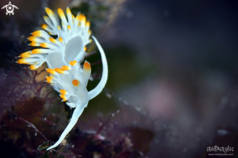 A Nudibranch