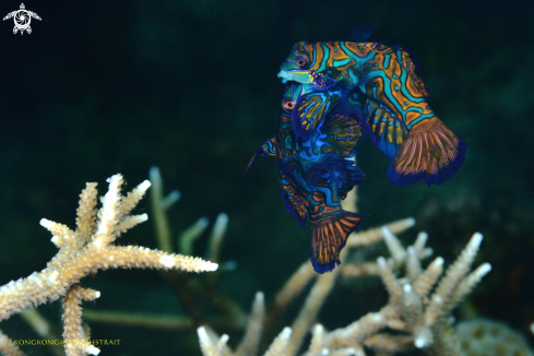 A Mandarin Fish