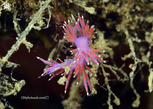 A Flabellina | Nudibranche