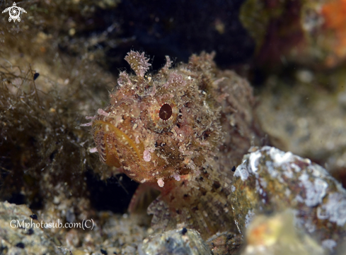 A Scorpenidae | Juvenile scorpion fish