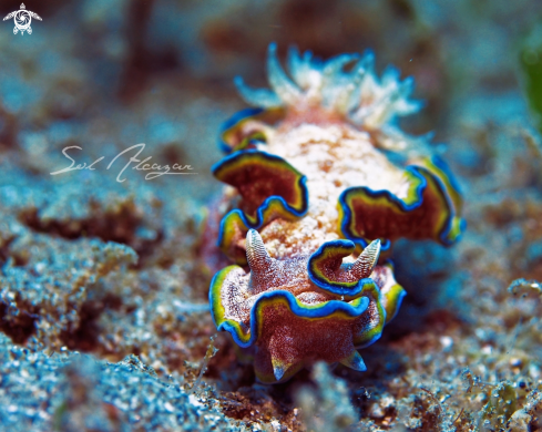 A Glossodoris cincta | nudibranch