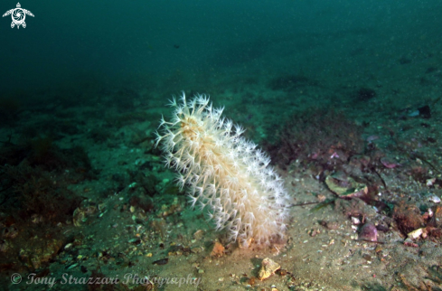 A Cavernularia obesa | Obese sea pen
