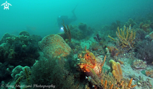 A Scorpaena jacksoniensis | Red scorpion cod