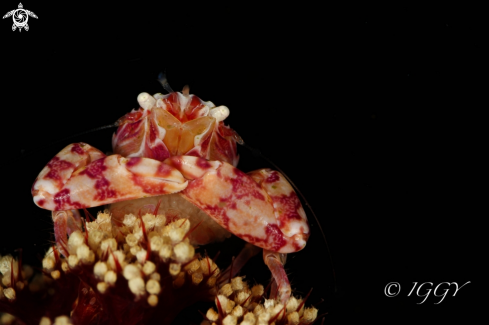 A candy crab