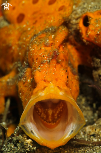 A frogfish