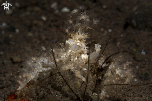 A Achaeus spinosus  | Spider Decorator Crab