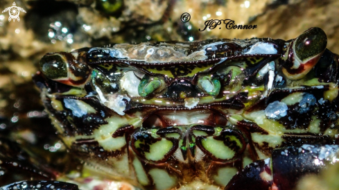 A Pachygrapsus marmoratus | crabe marbrée 