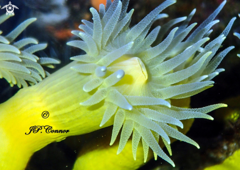 A Leptopsammia pruvoti | Corail jaune 