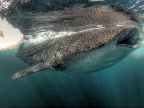 A Rhincodon typus