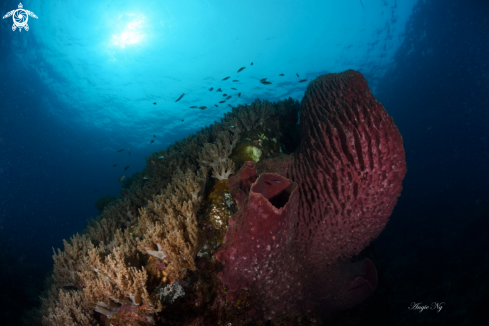 A Stonge Coral 