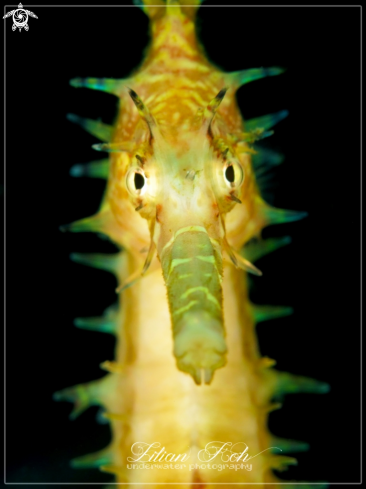 A Thorny Seahorse