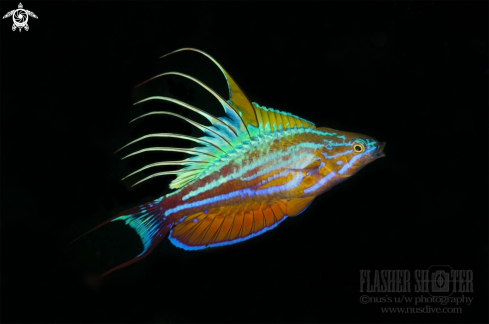 A Flasher wrasse