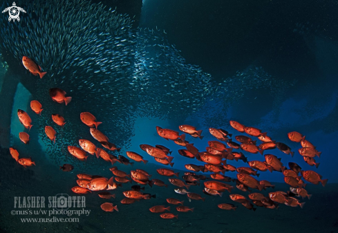 A Sardines and Red Snapper