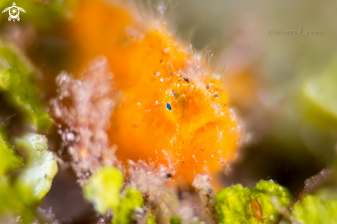 A Painted Frogfish