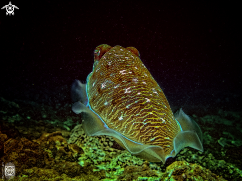 A Cuttlefish