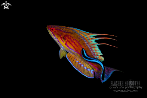 A Flasher wrasse