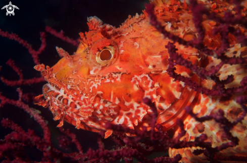 A Scorpaena Scrofa e Paramuricea Clavata | Scorfano e Gorgonia Rossa