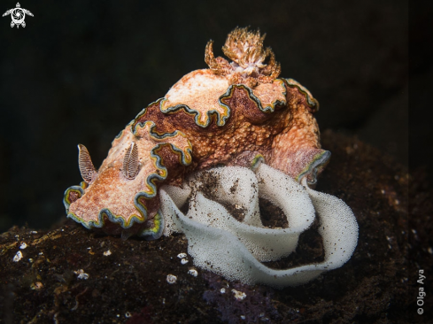 A Glossodoris cincta