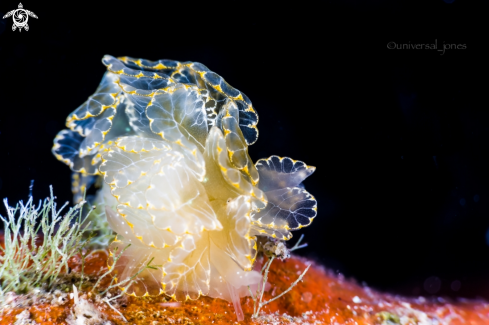 A Cyerce elegans | Cyerce Nudi