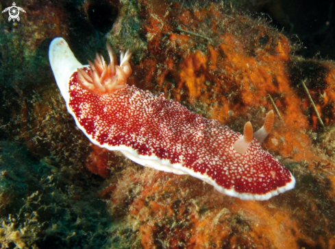 A Chromodoris reticulata | 