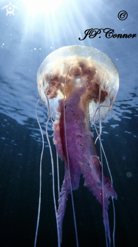 A Pelagia noctiluca | méduse pélagique