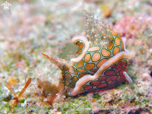 A Sagaminopteron Psychedelicum | Psychedelic Batwing slug