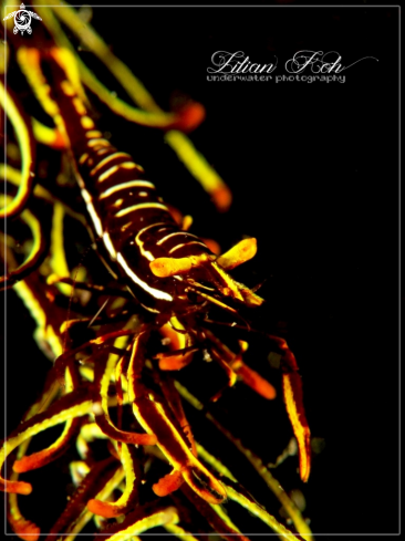 A Crinoid Shrimp