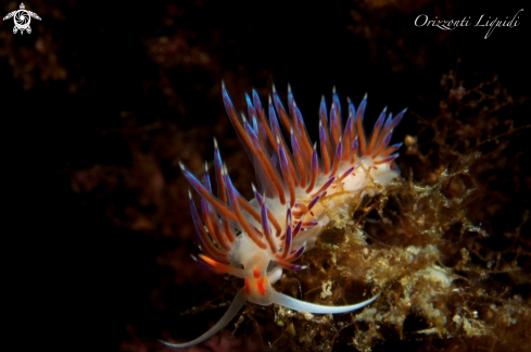 A Cratena Peregrina | Cratena