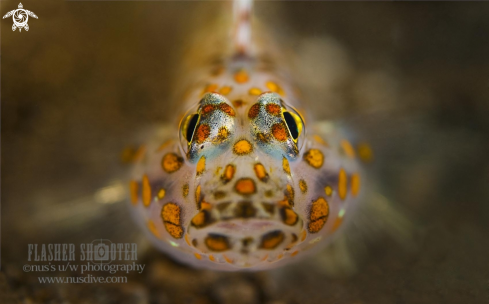 A Sand goby