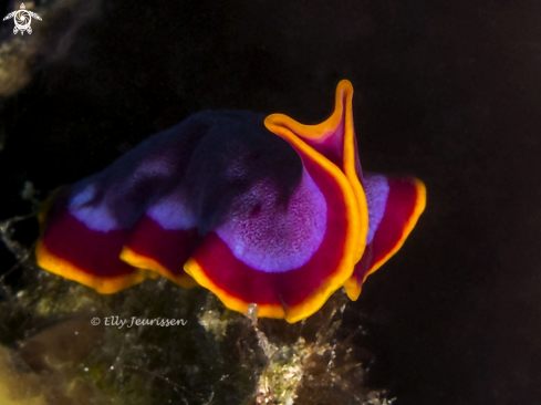 A Fuchsia Flatworm (Pseudoceros ferrugineus)