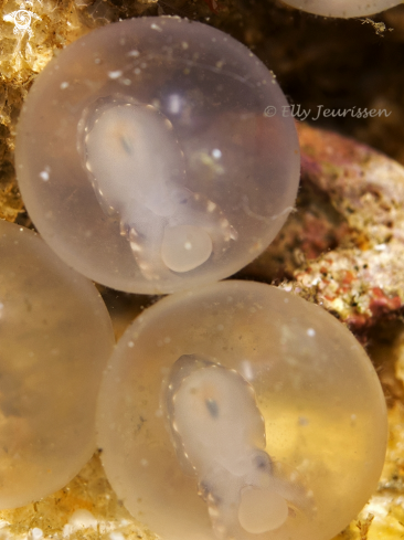 A Flamboyant cuttle fish eggs