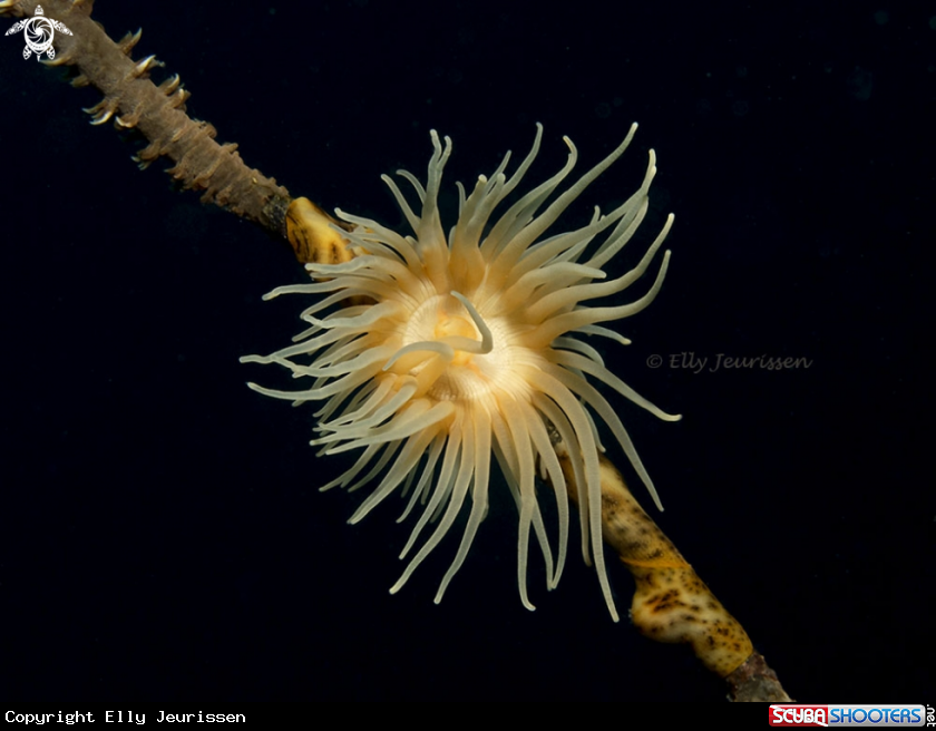 A Tiger Anemone on whip coral