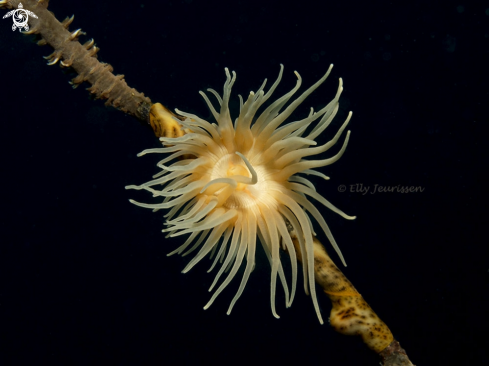 A Tiger Anemone on whip coral