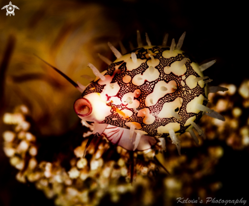 A Egg cowrie