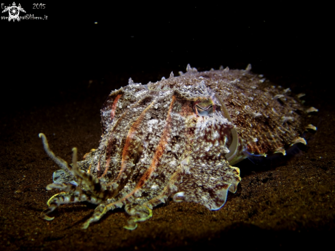 A cuttlefish