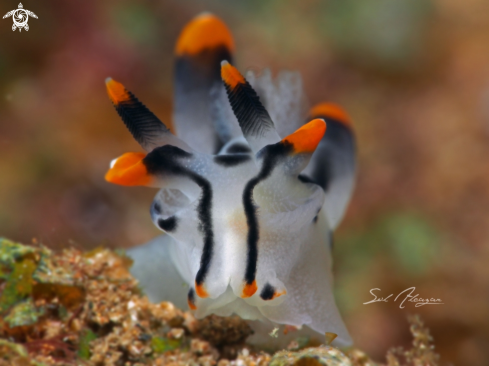 A Nudibranch