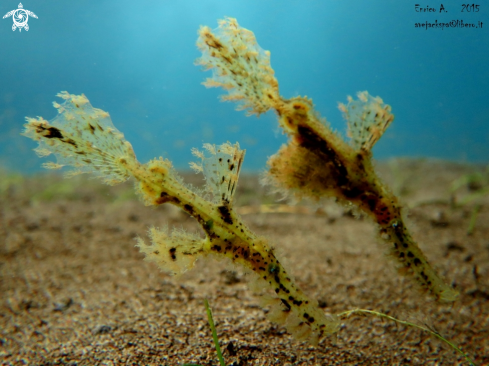 A Roughsnout ghost pipe fish