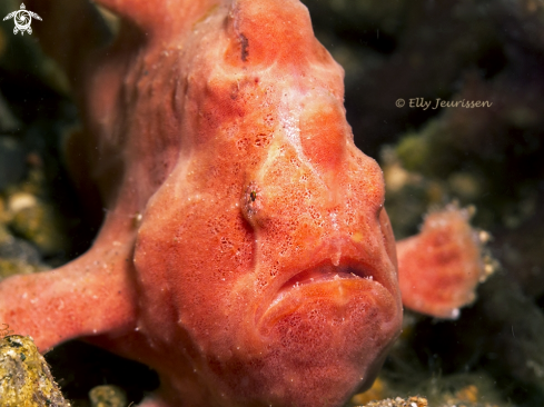 A Frogfish