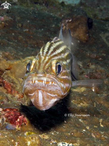 A Cardinal fish with eggs